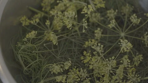 Flowers In A Pot - No LUT Version Stock Footage 221828138