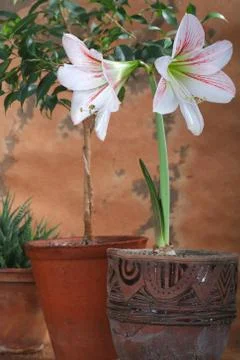 Flowers in Pot Stock Photos