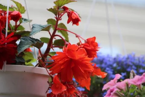 Flowers in a pot 库存照片