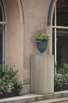 Flowers in a pot. Stock Photos