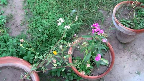 Flower's pot Stock Photos