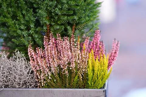 Flowers in a pot Stock Photos