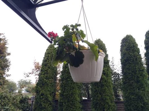 Flowers in a pot Stock Photos