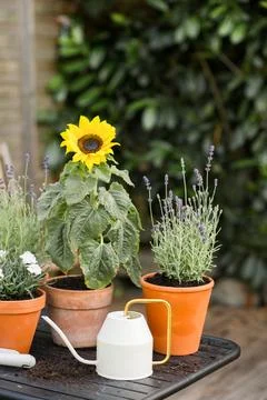 Flowers in pot on table Stock Photos