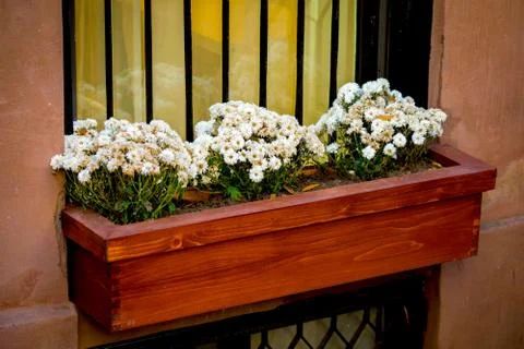 Flowers pot on the window Stock Photos