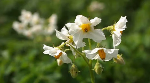 Flowers of potato Stock-Footage 25848469