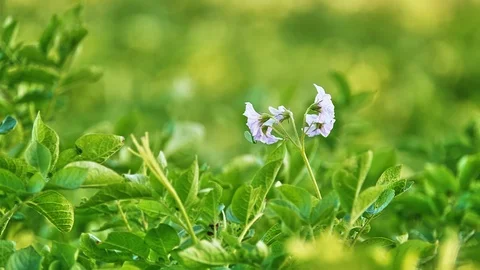 Flowers of potato plant Stock Footage 114074896