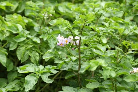 Flowers potatoes Foto stock