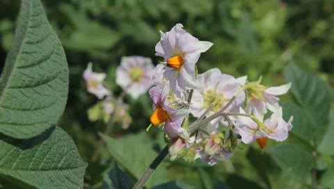 Flowers of potatoes in spring. Stock Footage 10767610