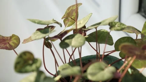 FLOWERS IN POTS 2 Stock Footage 155653376