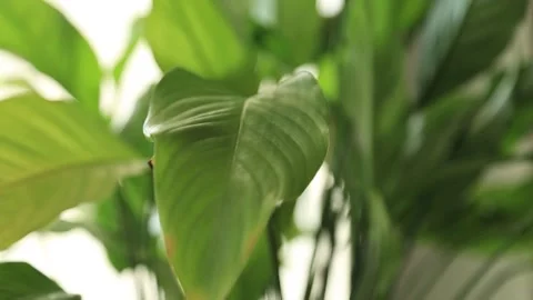 FLOWERS IN POTS 3 Stock Footage 155653381