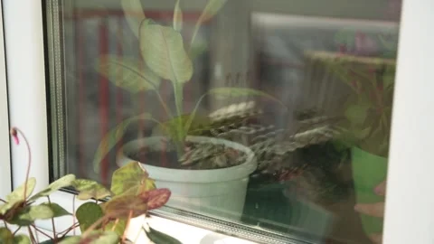 FLOWERS IN POTS 4 Stock Footage 155653386