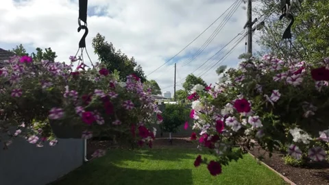 Flowers in pots with clouds Stock Footage 278335615