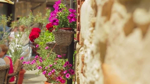 Flowers in pots Stock Footage 78223356