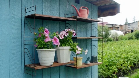 Flowers in pots Video stock 80295268