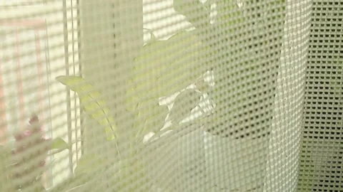 FLOWERS IN POTS Stock Footage 155653397