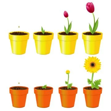 Flowers in pots Stock Illustration