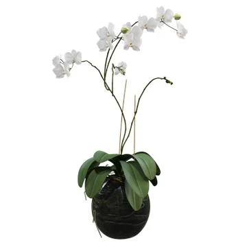 Flowers in pots Stock Illustration
