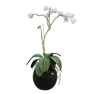 Flowers in pots Stock Illustration