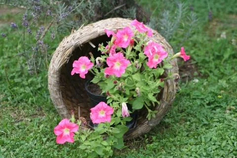 Flowers in pots Stock Photos
