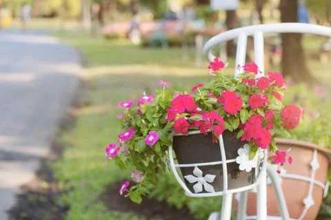Flowers on pots. Stock Photos