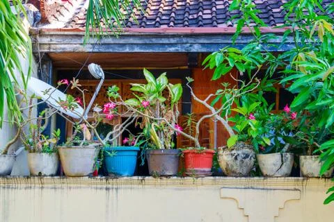 Flowers in pots Stock Photos
