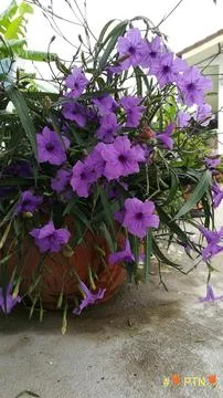 Flowers in pots Stock Photos