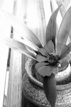 Flowers in pots on the table Stock Photos