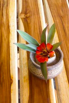Flowers in pots on the table Stock Photos