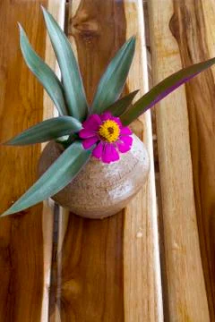 Flowers in pots on the table Stock Photos
