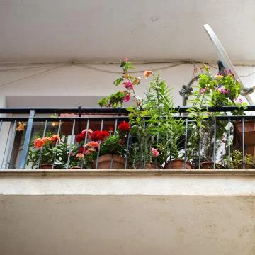 Flowers in pots on the window Stock Photos