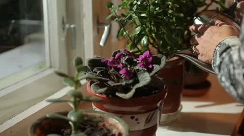 Flowers in pots on the windowsill. Video stock 22239364