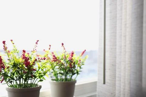 Flowers in pots on the windowsill Stockfoto's