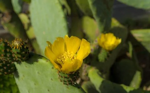 Flowers of prickly pear, close up Stock Photos