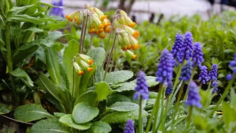 Flowers primrose close up on the background of a passing man. It is snowing, the Stock Footage 84385890