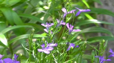 Flowers primrose. Видео 473533