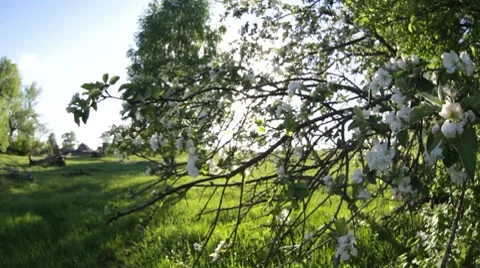 Flowers, primrose Stock Footage 7132720