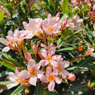 Flowers in the process of generating pollen in spring Stock Photos
