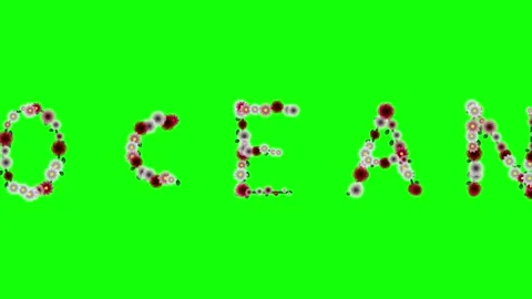 Flowers Professional on Chroma Key for Compositing Stock Footage 337996596