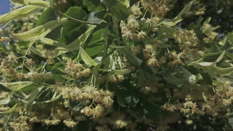 Flowers on profusely flowering pry tree. Scene of Linden tree in full bloom Stock Footage 319467953