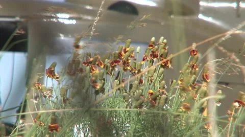 Flowers pull to Huey Gunship Stock Footage 45519418