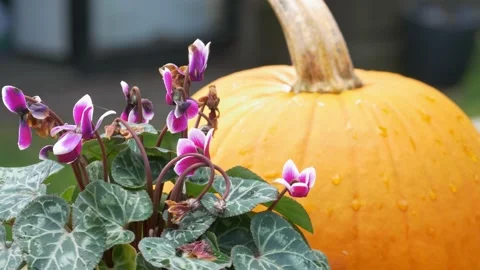 Flowers pumpkin decorations fall autumn halloween raindrops Stock Footage 211095008