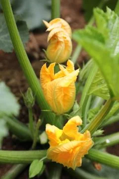 Flowers of pumpkins Stock Photos