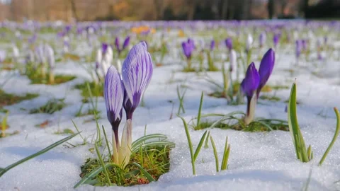 Flowers purple crocus in the snow Stockbeeldmateriaal 130704814