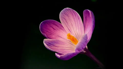Flowers, purple crocuses bloom Stock Footage 36192114