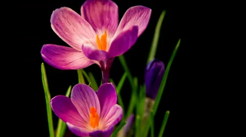 Flowers, purple crocuses bloom. Spring awakening. Stock Footage 36067249
