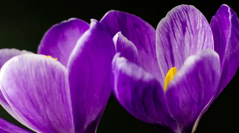 Flowers, purple crocuses bloom. Spring awakening. Format Cinema 4K Stock Footage 36069802