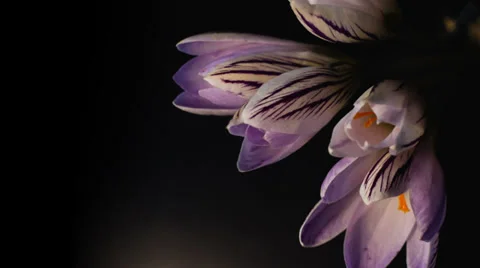 Flowers, purple crocuses bloom. Spring awakening. Format Cinema 4K Stock Footage 36192727