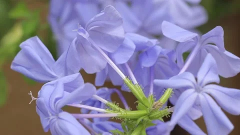 Flowers purple wind Stock Footage 142589827