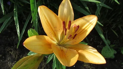 The flowers of P.V.N. Video stock 116165012